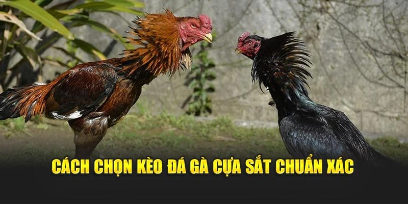 Cách chọn kèo đá gà cựa sắt chuẩn xác