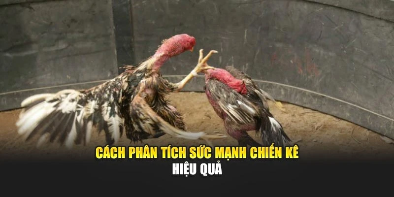 Cách phân tích sức mạnh chiến kê hiệu quả