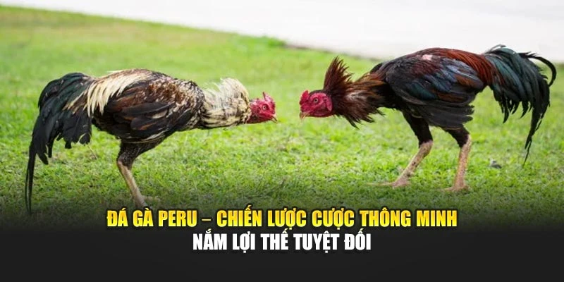 Đá Gà Peru – Chiến Lược Cược Thông Minh Nắm Lợi Thế Tuyệt Đối