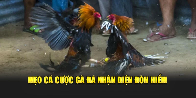 Mẹo cá cược gà đá nhận diện đòn hiểm